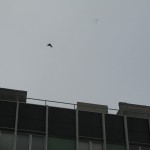kitundu_baloon_11